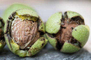 Ceviz kabuğundaki olgunlaşma. Meyve ahşap bir masaya hasat için hazır. Sezon - sonbahar.