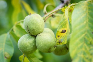 Ceviz kabuğundaki olgunlaşma. Meyve ahşap bir masaya hasat için hazır. Sezon - sonbahar.