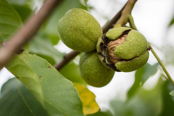 Ripening walnuts in shell. Fruit ready for harvesting on a wooden table. Season - autumn.