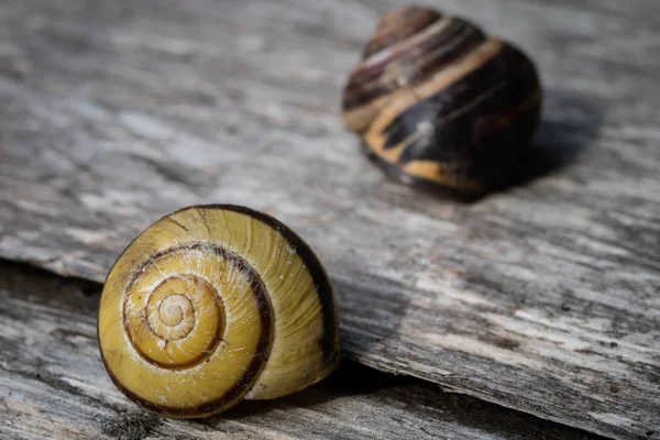 Old Shells Wooden Table Shells Molluscs Remaining Empty Dark Background — Stock Photo, Image