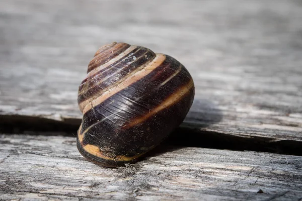 Old Shells Wooden Table Shells Molluscs Remaining Empty Dark Background — Stock Photo, Image