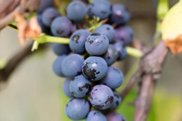 Chutné Zralé Dark Hroznů Keři Ovoce Pro Výrobu Vína Sezóna — Stock fotografie