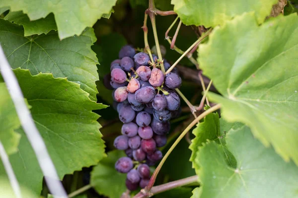 Chutné Zralé Dark Hroznů Keři Ovoce Pro Výrobu Vína Sezóna — Stock fotografie