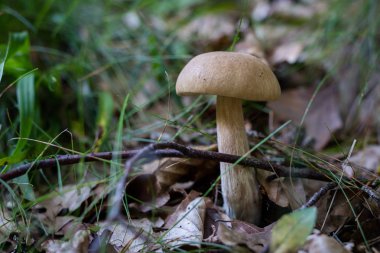 Güzel orman çalılıkları içinde mantar. Şapka mantar yaprak döken orman içinde olgunlaşmış meyve organlarının. Sezon - sonbahar.