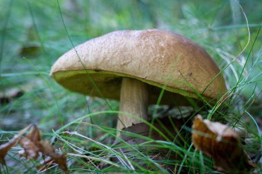 Güzel orman çalılıkları içinde mantar. Şapka mantar yaprak döken orman içinde olgunlaşmış meyve organlarının. Sezon - sonbahar.