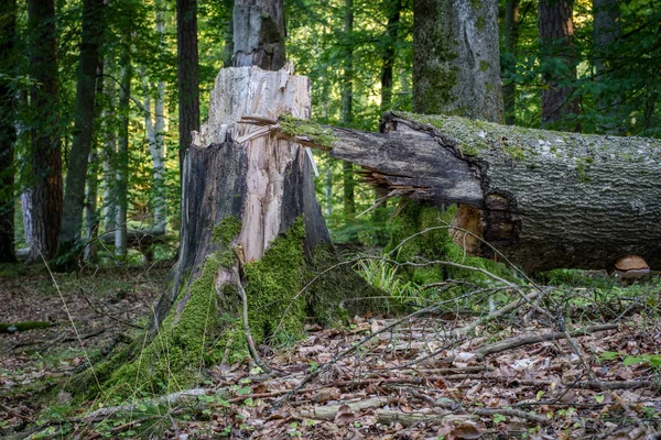 Vecchio Tronco Albero Una Foresta Decidua Tronchi Legno Muschiati Che — Foto Stock
