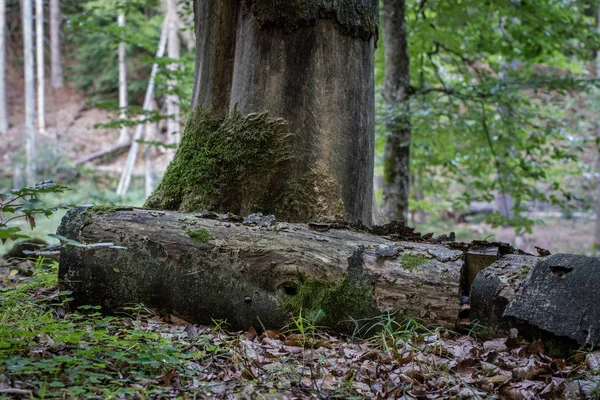 Oude Boomstam Een Bos Mossy Houten Logboeken Liggend Het Kreupelhout — Stockfoto