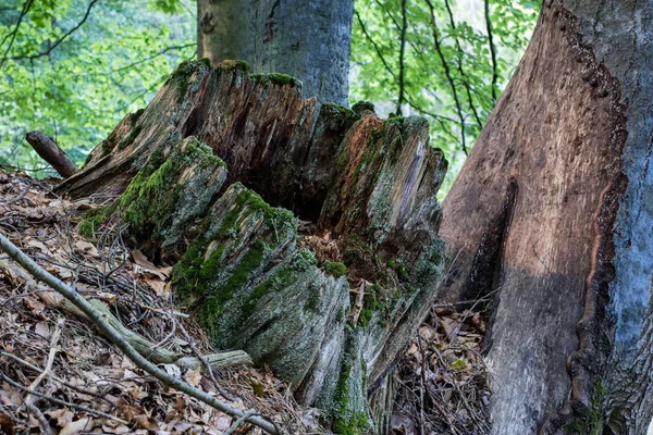 Oude Boomstam Een Bos Mossy Houten Logboeken Liggend Het Kreupelhout — Stockfoto