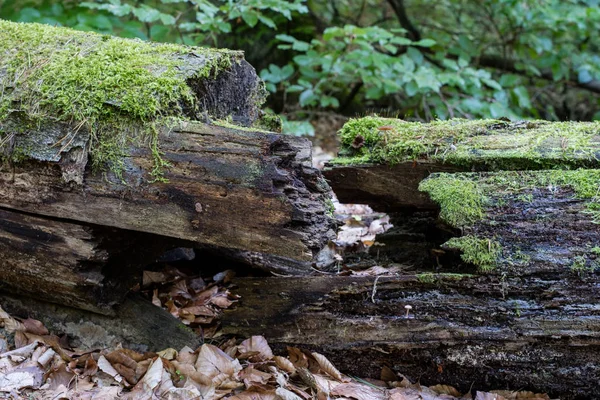 Alter Baumstamm Einem Laubwald Moosige Holzstämme Die Dickicht Liegen Saison — Stockfoto