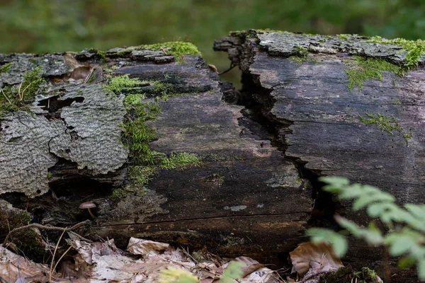 Old Tree Trunk Deciduous Forest Mossy Wooden Logs Lying Thickets — Stock Photo, Image