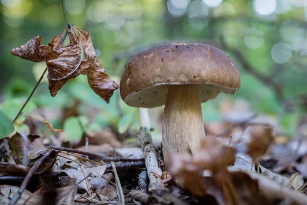 Güzel orman çalılıkları içinde mantar. Şapka mantar yaprak döken orman içinde olgunlaşmış meyve organlarının. Sezon - sonbahar.