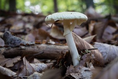 Güzel orman çalılıkları içinde mantar. Şapka mantar yaprak döken orman içinde olgunlaşmış meyve organlarının. Sezon - sonbahar.