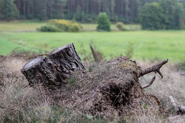 Oude Boomstam Een Bos Mossy Houten Logboeken Liggend Het Kreupelhout — Stockfoto