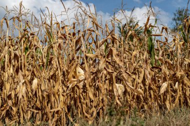 Bir alan mısır bağış için hazır. Hasat kuraklık tarafından yok edildi. Yılın sonbahar.