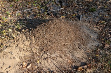 Yaprak döken orman içinde küçük bir karınca yuvası. Karıncalar canlı bir höyük. Yaz sezonu.