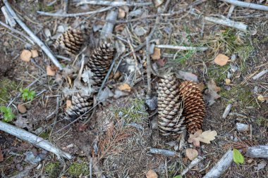 Ormandaki çam ağacının külah. Orman çalılar iğne yapraklı bir stand. Yaz sezonu.