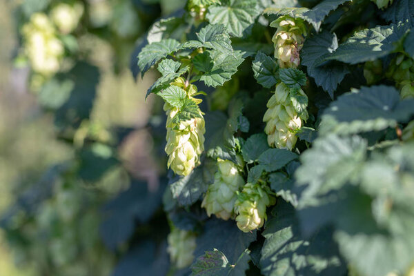 Hop cones entwined on wooden supports. The plant used for beer production. Season of the autumn.