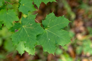 Akçaağaç yaprağı zararlıları tarafından yok edildi. Orman alanı ağaçlarda yaprak. Sezon sonbahar