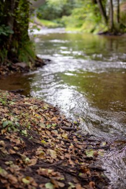 Ağaçlık bir alanda akan acele bir nehir. Ormanda güzel yaralı bir el. Sezon sonbahar.