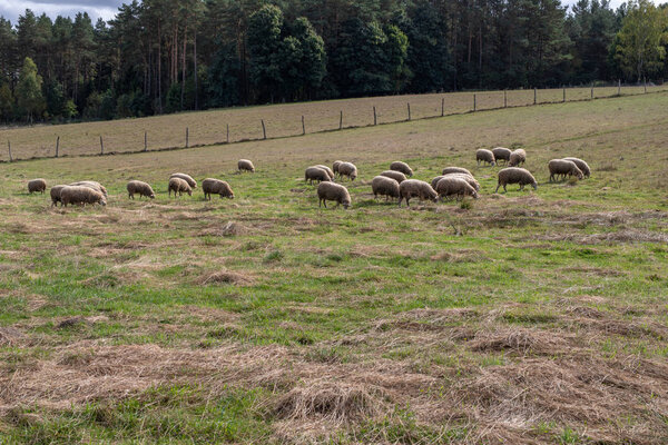 Овцы пасутся на лугу. Домашние животные пасутся на заднем дворе пастбища. Сезон осени
.