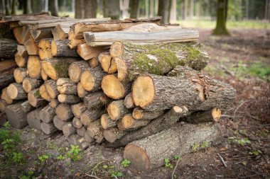 Yaprak döken ormandaki bir odun yığını. Ahşap parçaları birbirinin düzenlenmiştir. Sezon - sonbahar