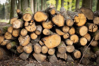 Yaprak döken ormandaki bir odun yığını. Ahşap parçaları birbirinin düzenlenmiştir. Sezon - sonbahar