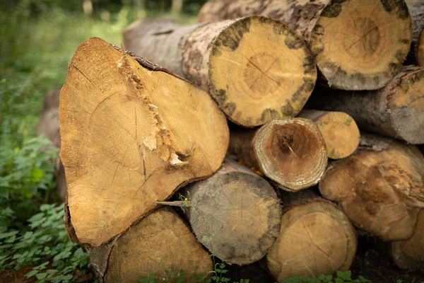 Tas Bois Dans Une Forêt Feuillus Des Morceaux Bois Disposés — Photo