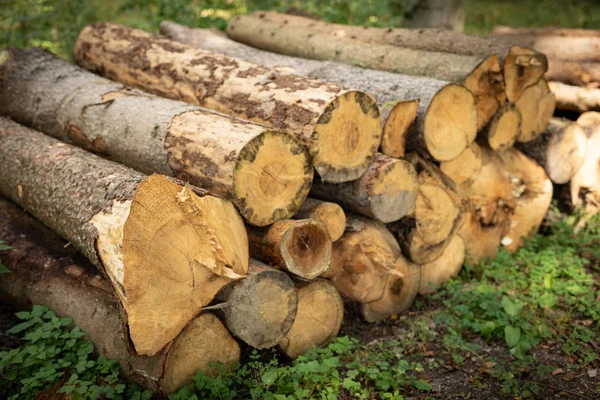 Ein Holzhaufen Einem Laubwald Holzstücke Übereinander Angeordnet Jahreszeit Herbst — Stockfoto