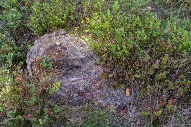 Eski çürümüş ağaç gövdesi ormanın içinde sıkışmış. Eski ağaç gövdelerinin yanında yeni küçük ağaçlar. Sezon sonbahar.