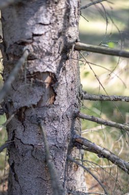 Ormandaki yaşlı ve kuru ağaç. Ağacı ile Ladin bir koridor kurutulmuş. Sezon sonbahar.