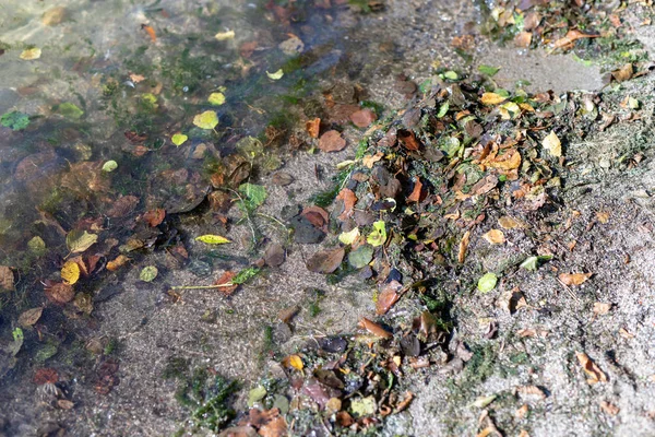 Das Ufer Des Sees Ist Mit Blättern Übersät Herbstlandschaft Einem — Stockfoto
