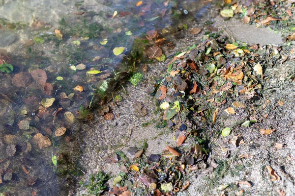 Margem Lago Está Repleta Folhas Cenário Outono Lago Europa Central — Fotografia de Stock