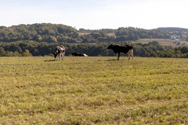 Tejelő Tehenek Legelőkön Pets Egy Réten Hegyekben Őszi Szezon — Stock Fotó