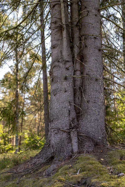 Stam Van Een Boom Spar Naaldhout Bos Genoemd Drie Bomen — Stockfoto