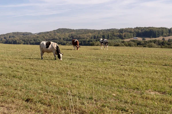 Tejelő Tehenek Legelőkön Pets Egy Réten Hegyekben Őszi Szezon — Stock Fotó