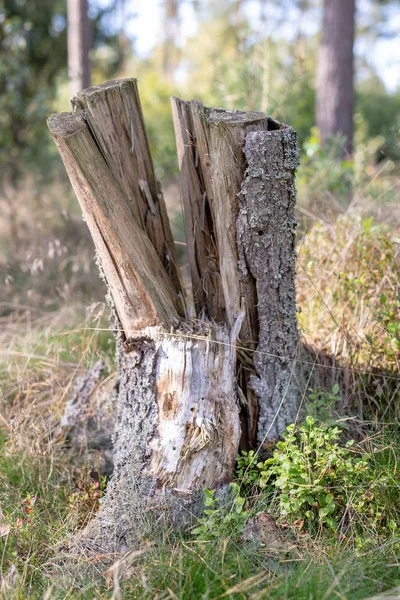 Een Oude Rot Boomstam Vast Zitten Het Bos Nieuwe Kleine — Stockfoto