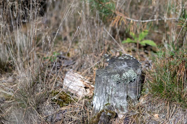 Een Oude Rot Boomstam Vast Zitten Het Bos Nieuwe Kleine — Stockfoto