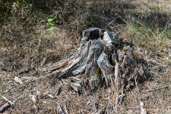 Velho Tronco Árvore Podre Preso Floresta Novas Árvores Pequenas Lado — Fotografia de Stock