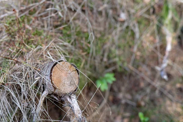 Knip Takken Het Bos Takken Van Bomen Hars Een Naaldbos — Stockfoto