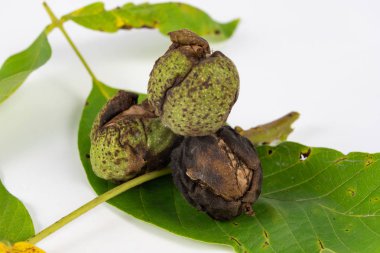 Ceviz kabuğundaki beyaz mutfak masası üzerinde. Meyve tatlıları ve yemekleri mutfakta. Açık renkli.