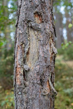 Bir sağlıklı çam gövdesinde kabuk. Yakın ağaç orman alanında gelişen. Sezon sonbahar.