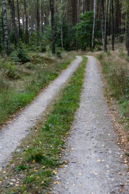 Ormanın içinden giden bir yol. Yaprak döken bir stand orman yolu. Sezon sonbahar.