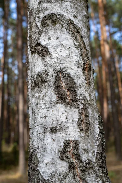 在一个健康的桦树树桩树皮 辨树生长在森林地区 秋天的季节 — 图库照片