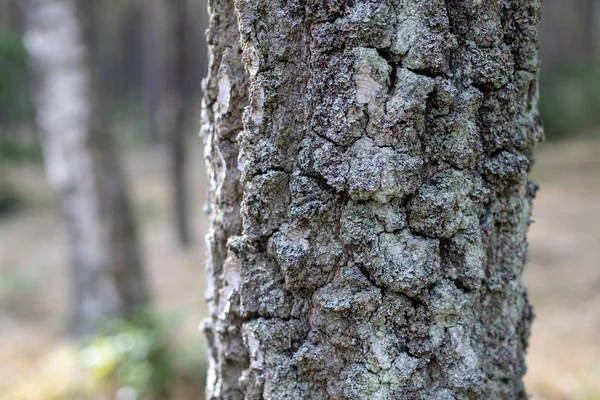 在一个健康的桦树树桩树皮 辨树生长在森林地区 秋天的季节 — 图库照片