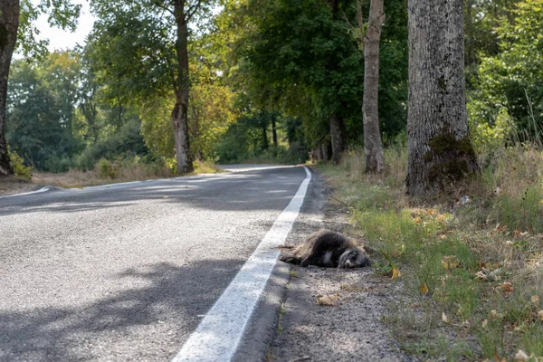 Öldürülen Rakun Bir Asfalt Yolun Kenarında Orman Hayvanları Araba Sürücüleri — Stok fotoğraf