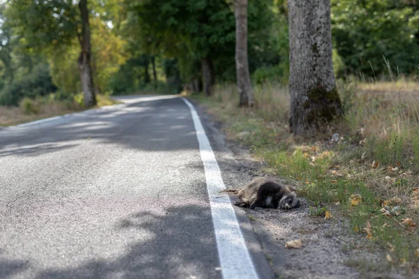 Mató Mapache Borde Una Carretera Asfaltada Animales Del Bosque Asesinados —  Fotos de Stock