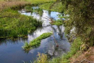 Ormanın kenarında küçük bir nehir. Sulak alanlar ve nehrin yakınındaki bataklık. Sezon sonbahar.