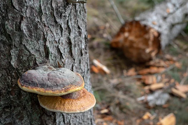 Forest huba on the trunk of a tree. Mushrooms, parasites in the forest.