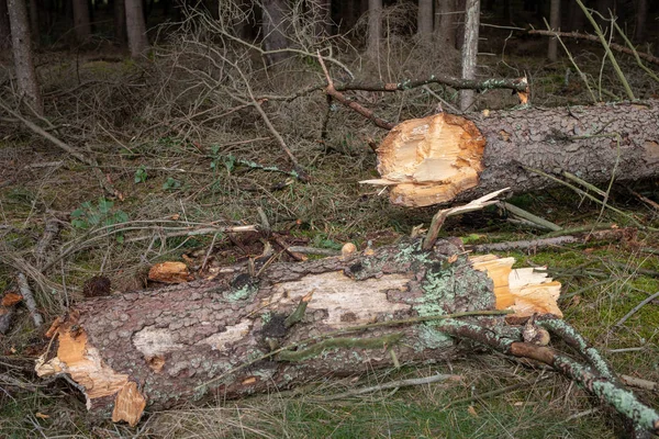 Brutna Träd Skogen Gammal Torr Gran Gammal Monter Säsongen Hösten — Stockfoto