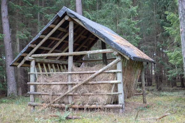 Grasland Voor Dieren Van Het Bos Een Plek Het Voederen — Stockfoto